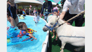 렛츠런파크 제주 ‘포니 워터파크’ 개장