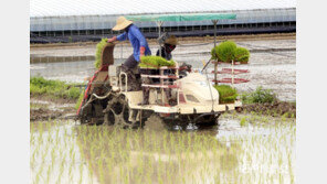 장맛비 멈춘 뒤 서둘러 모내기