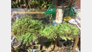 서울 도심 한복판서 양귀비 기르는 노인들, 왜?