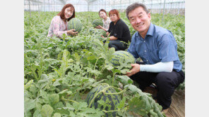 영동 ‘양산수박’ 출하