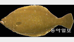 양식 광어에서 첫 기준치 초과 수은 검출…3.5t 부산 등에 이미 팔려