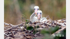 [청계천 옆 사진관]아기 저어새 외침 “이 섬의 이름을 알리지 마세요”