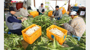 괴산 명품 ‘대학찰옥수수’ 출하