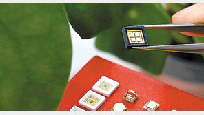 화초 키우는 반도체 빛… 햇빛 쬘때보다 더 쑥쑥