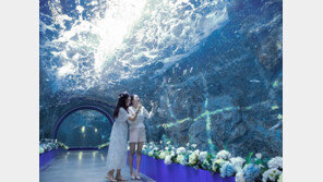 “수국 꽃터널 즐기기” 한화아쿠아플라넷 여수 여름철 새단장