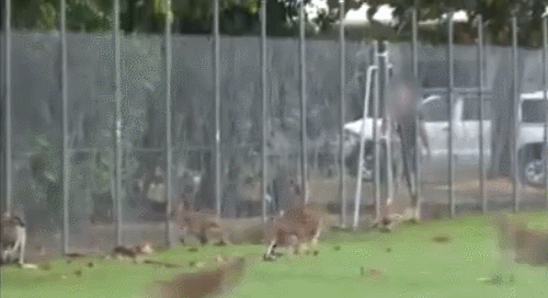 [영상] 울타리에 달려들어 머리 박는 호주 왈라비들 …이상 행동, 왜?