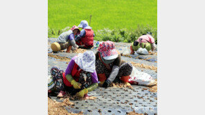 황토밭에서 마늘모종 심기