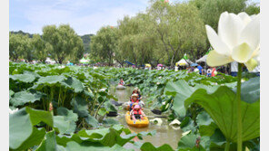 부여 ‘서동연꽃축제’ 15일까지 열려