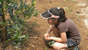 직접 따서 맛보고… “아빠, 과일체험 바캉스 가요”
