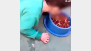 개 사료 먹는 두살 아들 촬영하며 ‘깔깔깔 ’…시어머니, 경찰에 며느리 신고