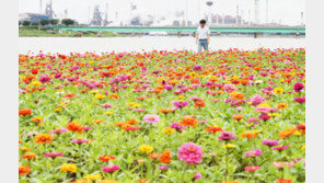 포항 형산강변에 활짝 핀 백일홍