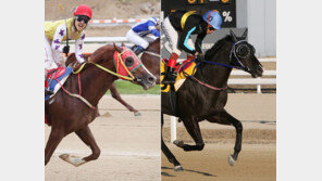 서울 제11경주, 파이널보스 우승할까