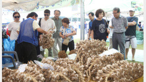 “단양의 명물 ‘황토마늘’ 맛보세요”