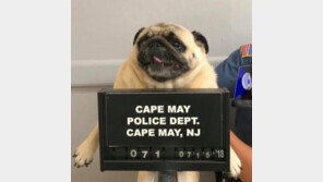 남의 집 마당 무단침입 견공 ‘머그샷’ 찍고 유치장 구금…“실화”