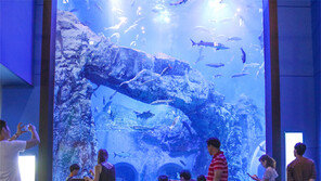 단양 ‘다누리 아쿠아리움’ 21일부터 야간 개장