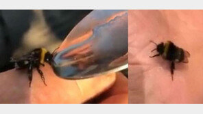 벌에 ‘마약 주입’ 후 반응 영상 게재한 무개념 남에 거센 비난