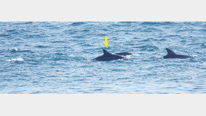 돌고래 바다 돌려보낸 지 5년… 제돌아, 간밤에 잘 잤느냐