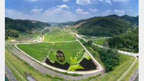 그림 같은 ‘황금 개’ 논 그림