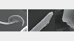 정자 머리-꼬리 이어주는 단백질 찾았다