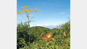 소백산에 활짝 핀 야생화