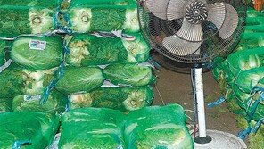 선풍기 바람 쐬는 배추… 채소값 급등