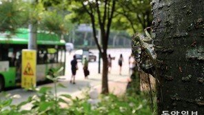 폭염 속 또다른 불청객…‘더위 먹은’ 모기 대신 ‘물 만난’ 매미