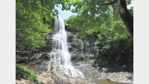 三伏에도 어는 계곡-7만㎡ 크기 연꽃단지… “우와∼ 눈부터 시원하네”