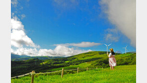   대관령 하늘목장, 기록적 폭염 속 여름철 대표 휴가지로 인기 급상승
