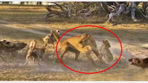 [영상] “내 새끼를 감히…” 들개떼 물리친 어미사자의 모성, ‘감동’ 