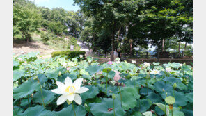 “연꽃이 활짝 피었어요”