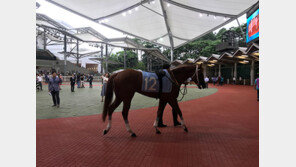 한국 경주마 쾌거 2제