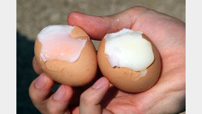 40도 ‘가마솥 더위’ 경북 영천 비명…“사과는 탄저병, 닭은 다 죽어나가”