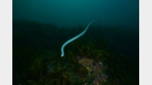 바다뱀, 코브라과 ‘맹독성’…전문가 “제주서 발견된 건 누룩뱀인듯”