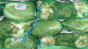 배추 1포기 7000원…‘최악의 폭염’에 밥상물가도 껑충↑