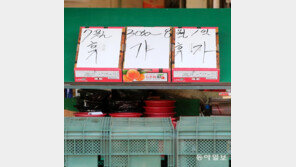 [고양이 눈]과일도 휴가갑니다