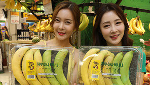 “매일 가장 잘 익은 바나나 드세요”