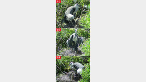 새끼 더위 먹을라… 그늘 만드는 왜가리의 ‘母情’