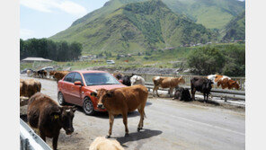 소들도 천연 에어컨 바람 쐬러 나들이