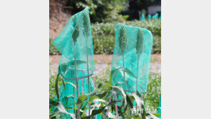 [고양이 눈]수수밭의 파수꾼