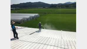  재난 수준의 폭염, 축산농가 버팀목 되는 ‘차열페인트’