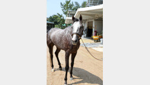 역전의우승·토스코노바캣, 1800m 대결 펼친다