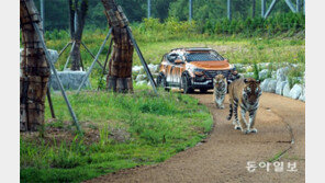 [현장속으로]백두산호랑이 구경하러 산골오지에 시민들 몰린다