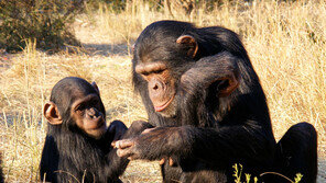 “인간만이 가진 특별한 ‘언어 유전자’는 없다”