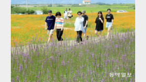 ‘가을의 전령’ 코스모스 활짝