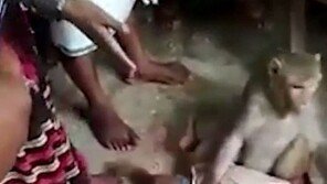 아기 납치하려던 원숭이, 주민에게 걸리자 보인 반응이…