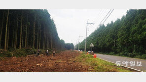 제주시 비자림로 ‘삼나무 베어내기’ 갈등 확산