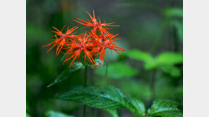봉화-예천-안동-영주서 ‘국립백두대간수목원’ 전시회