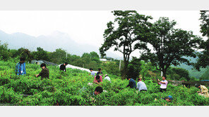 단양군 인구증가에 ‘귀농귀촌’이 효자 역할