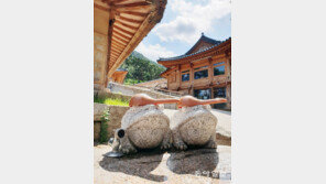 [고양이 눈]바가지 피서