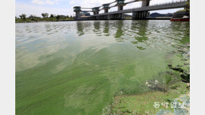녹색으로 변한 영산강… 식수원 관리 비상
